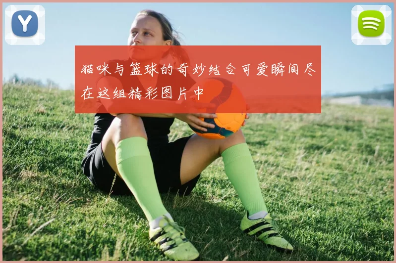 猫咪与篮球的奇妙结合可爱瞬间尽在这组精彩图片中